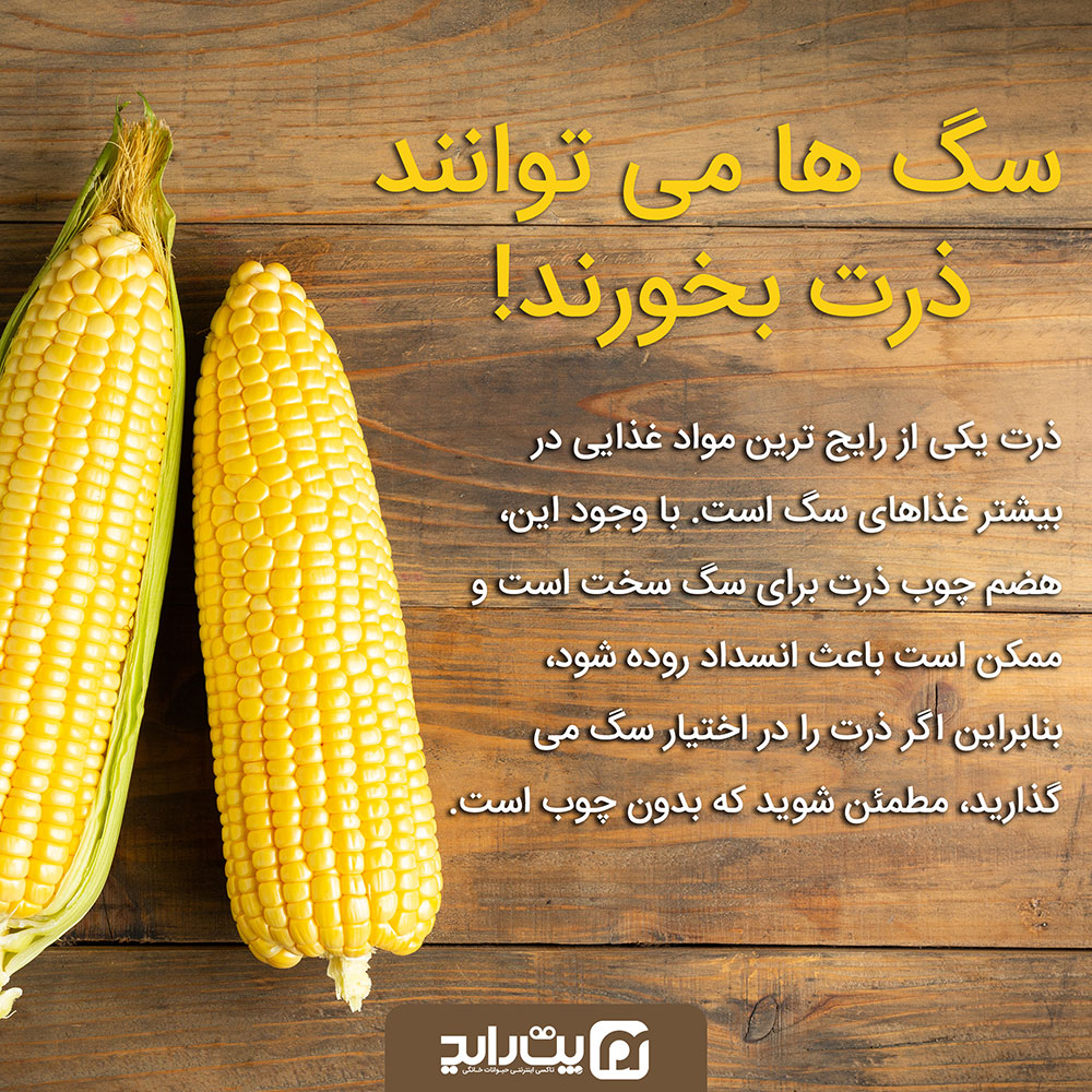 ذرت برای سگ ها